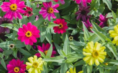 February Garden Planning: Jack’s Tips for a Colorful Spring