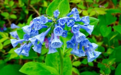 The Best Spring Flowers for Virginia Gardens