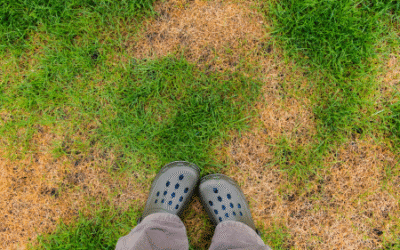  How to Revive a Sun Damaged Lawn