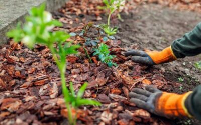 Benefits of Mulching in Mid-Summer