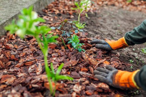 Benefits of Mulching in Mid-Summer
