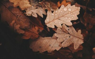 The Hidden Dangers of Wet Leaves on Lawns and Driveways
